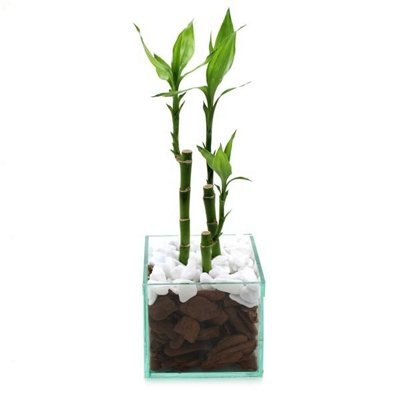400_12826.jpg Bambu Da Sorte Plantado - Imagem 1